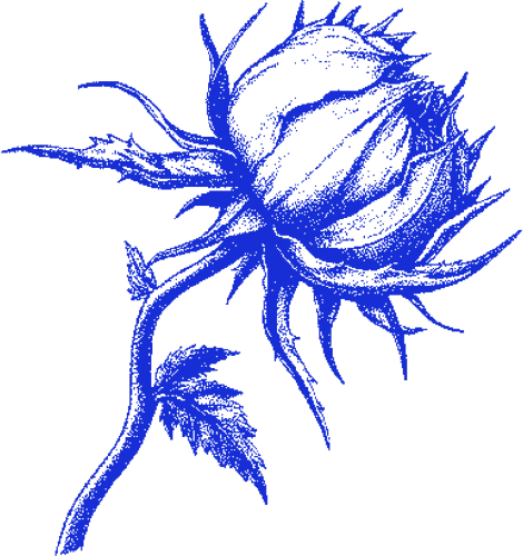 Rose emote