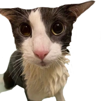 soggy emote