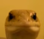 Stare emote