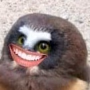 MiniOwl emote