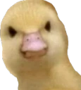 whatheduck emote