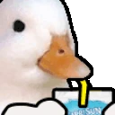 DuckSip emote