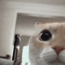 eerm emote