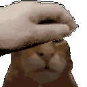 PETTHEBUH emote
