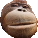 monkeWut emote