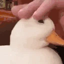 quack emote