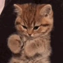uhmhiii emote