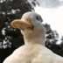 FlowerDuck emote