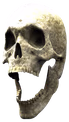 skullpog emote