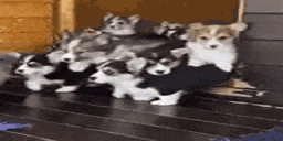 RAID emote
