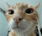 bih emote