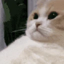 catSigh emote