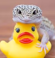 LeopardGeckoOnDuckie emote