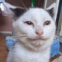 vuh emote