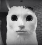 hhh static emote