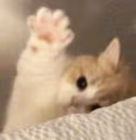 hai emote