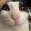 CatHappy emote