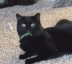 CatEat animated emote