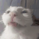 funnywhitecat14 emote