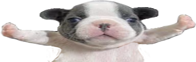 STOPFIGHTINGwidest emote