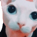 bingusPlink emoji