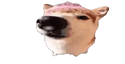 dog emote