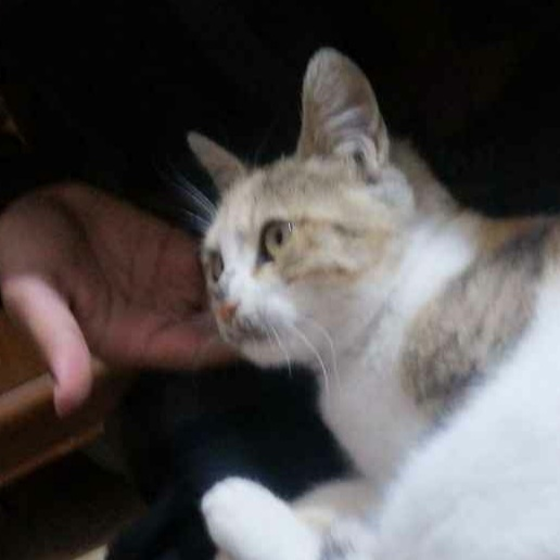 Moon_cat static emote