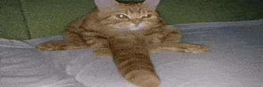 coc animated emote