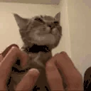 Petting emoji