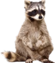 raccsittingverycomfortable emote