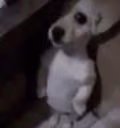 elperromonkeado emote