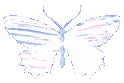 indigo_butterfly_holo emote
