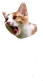 Cat_Screaming2 emote