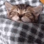 goodnight_Sleeping emote