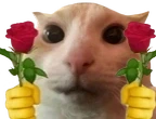 doubleCatRose emote