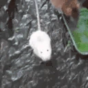 ratAttack emote