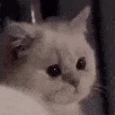 catcry emote