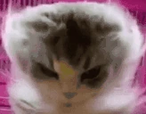 BRoRIsTakingYourBALLSByForce emote