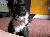Sleepy animated emote
