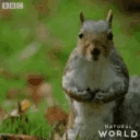 SHOWMEYOURNUTS emote