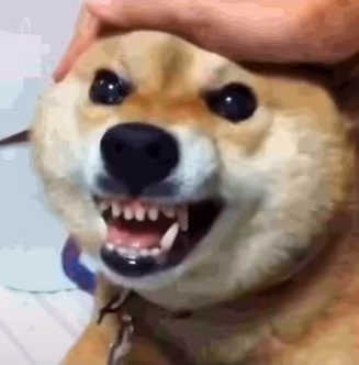 cool_doggo emote