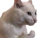 79_CatChefKiss emote