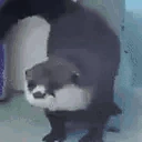 otterJAM emote
