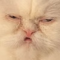 Cat_Stare emote