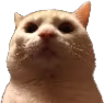 CE_CatMenacing emote