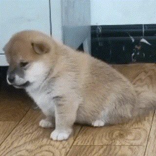 Dog emote