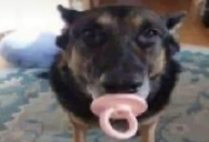 CachorroChupetao static emote