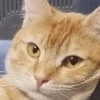 catblink emoji