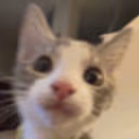 terry emote