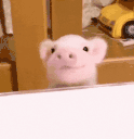 svinka animated emote